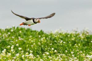 Flying Puffin photo