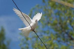White dove photo