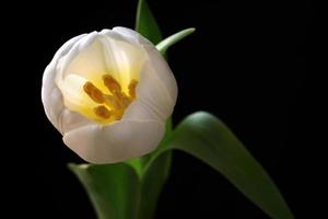 tulipán blanco desde arriba