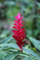 red tropical flowers