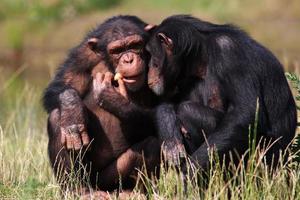 chimpanzees eating a carrot