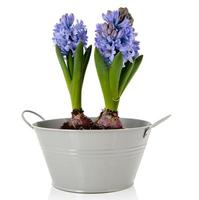 Blue Hyacinths in gray bucket