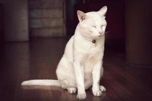 White cat asleep standing, process retro vintage style photo