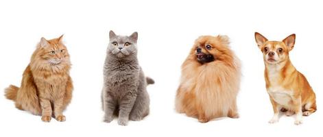 Pomeranian, Chihuahua, british cat and a fluffy red cat isolated photo
