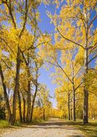 hermosa escena de otoño con árboles de colores brillantes