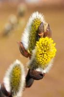 Willow flowers photo