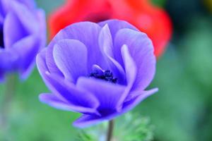 Anemone Flower photo