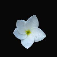 white flower photo