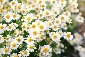 daisy flowers photo
