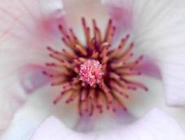 flor de magnolia foto