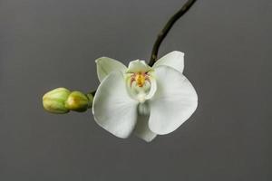 Orchid flower. photo