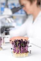 Quality control. Senior scientist or tech tests cress sprouts