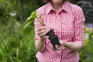 Primer plano de mujer senior sosteniendo una planta en maceta foto