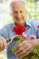 Elderly man pruning geraniums photo