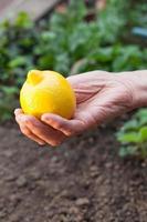 senior hand holding lemon