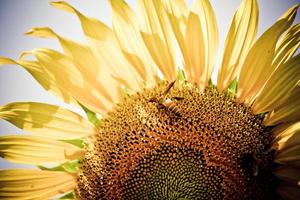 flor de sol foto