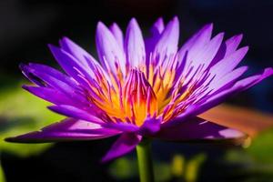 water lily photo
