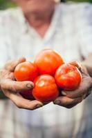 mano sujetando tomates orgánicos foto