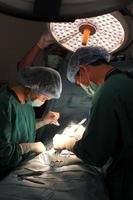 cirujano veterinario trabajando en quirófano con un asistente foto