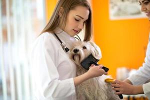 Cuidar y nutrir al perro maltés cepillándolo en la clínica veterinaria