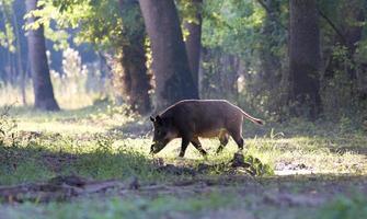 Wild boar photo