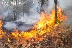 destruido por la quema de bosques tropicales, tailandia foto