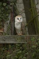 Barn Owl (Tyto alba) in a derelict barn photo
