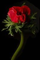 flor de anémona roja aislada en un fondo negro foto