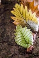 Oak leaf fern