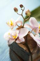 orquídea foto