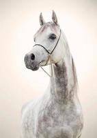 portrait of gray beautiful arabian stallion at art background photo
