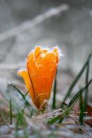 yellow crocus with rime frost photo