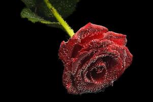 beautiful underwater red rose photo
