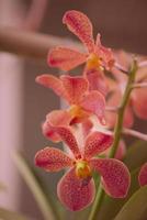 Orquídea de sangre roja de color suave. foto
