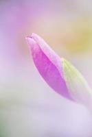 flor de bauhinia