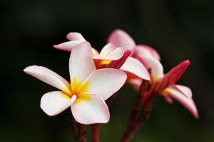 flor de frangipani foto