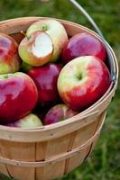 canasta de manzanas maduras foto