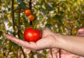 Caucasian mans hand holding large organic tomato