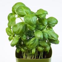 Basil plant in pot photo