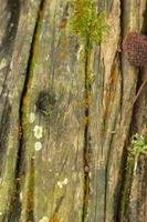 agujeros en el fondo de madera en el bosque foto