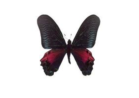 Black Color Butterfly. Isolated on white background photo
