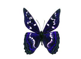 Mariposa de color oscuro con alas violetas. aislado sobre fondo blanco foto
