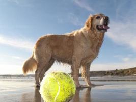 Dog enjoying beach and tennis ball at Gerrans Bay