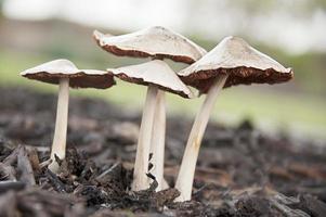 Group of wild mushrooms photo