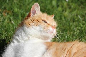 gato rojo y blanco disfrutando del sol foto