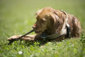 Spaniel mixed breed dog with stick on grass photo