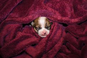 sonriente pequeño perrito chihuahua envuelto en una manta