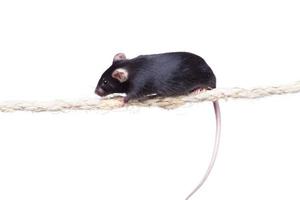 Ratón de laboratorio negro sobre una cuerda. fondo blanco aislado foto