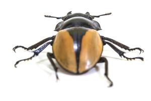 insecto, escarabajo, insecto, en el género odontolabis