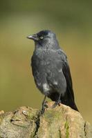 Jackdaw - Corvus monedula photo